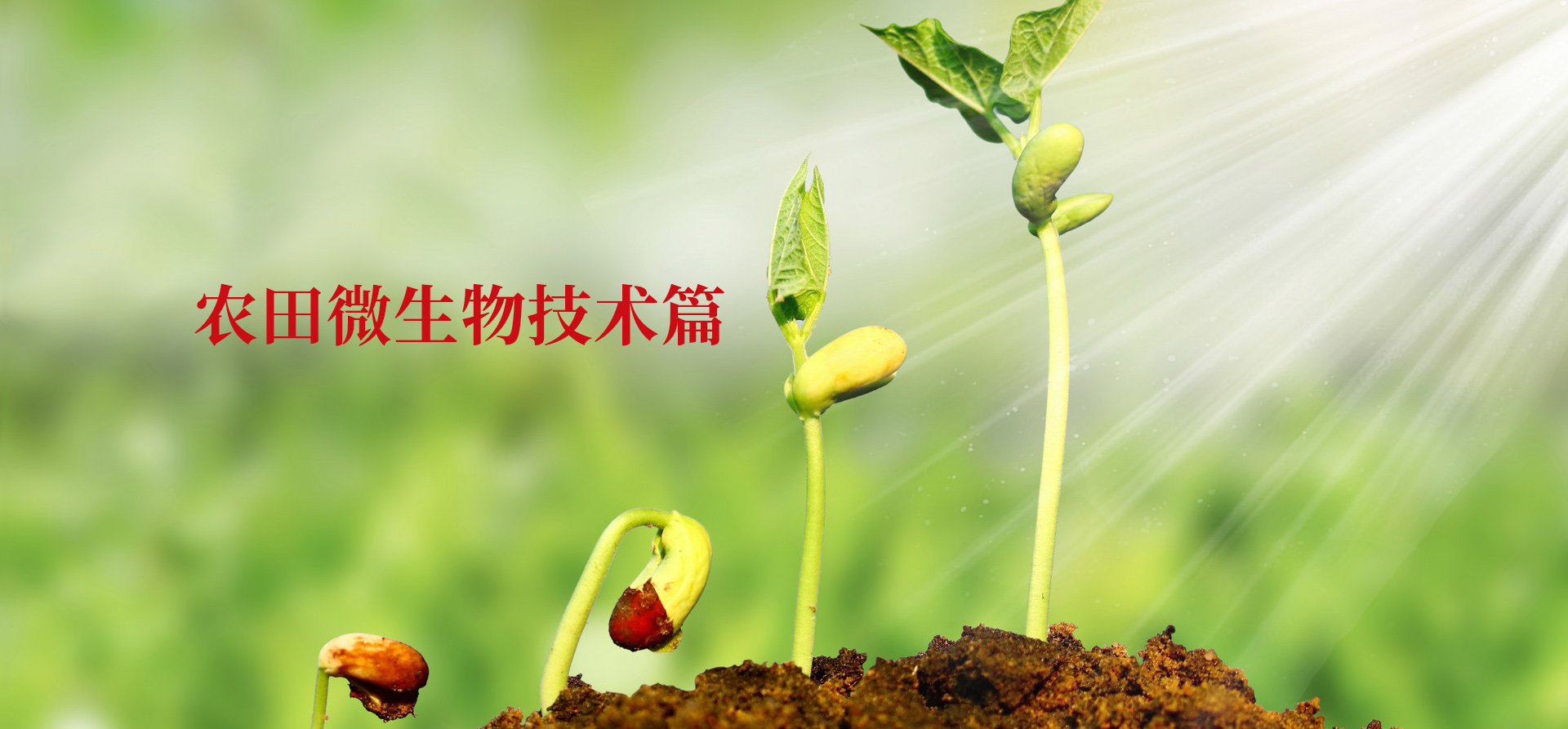 叶面阻控剂使用注重事项
